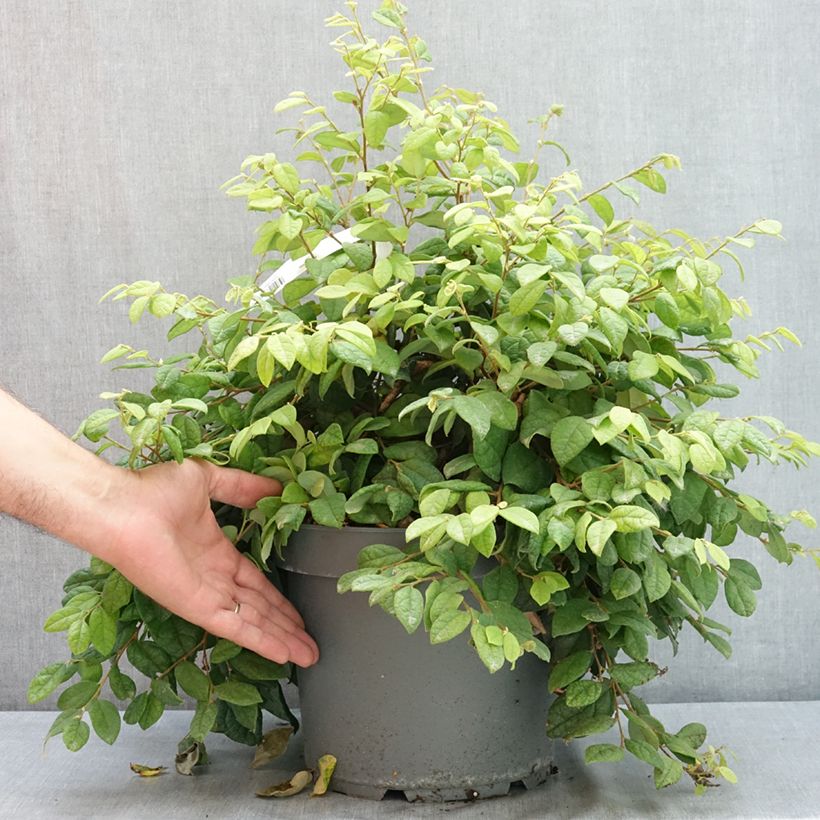 Amostra de Loropetalum chinense Vaso de 7,5 L/10 L tal como entregue no verão