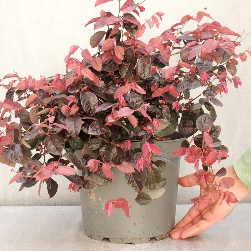 Amostra de Loropetalum chinense Vaso de 7,5 L/10 L tal como entregue no inverno