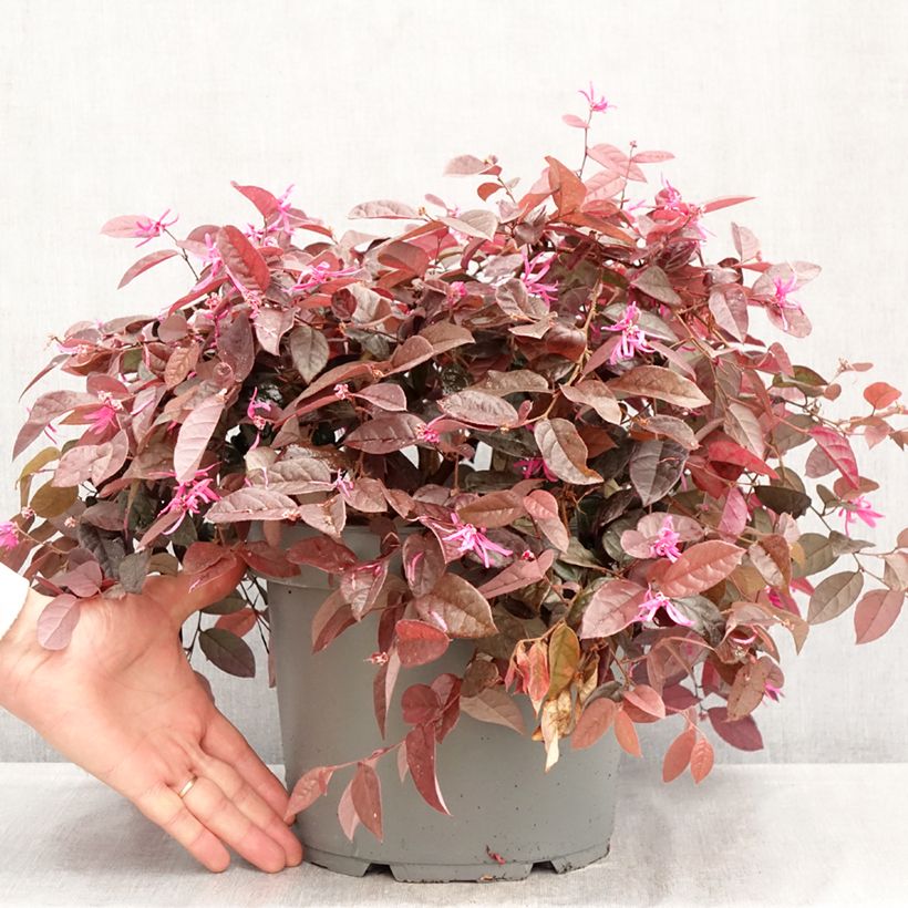 Amostra de Loropetalum chinense Vaso de 7,5 L/10 L tal como entregue na primavera