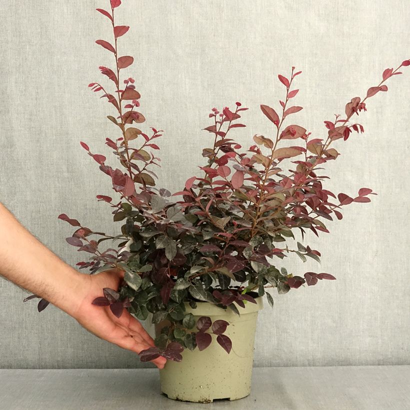 Amostra de Loropetalum chinense Plum Gorgeous Vaso de 3 L/4 L tal como entregue no verão