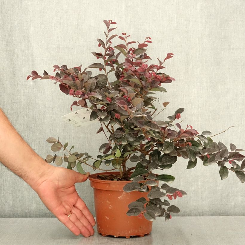 Amostra de Loropetalum chinense var. rubrum Rose in Black Vaso de 2 L/3 L tal como entregue no verão