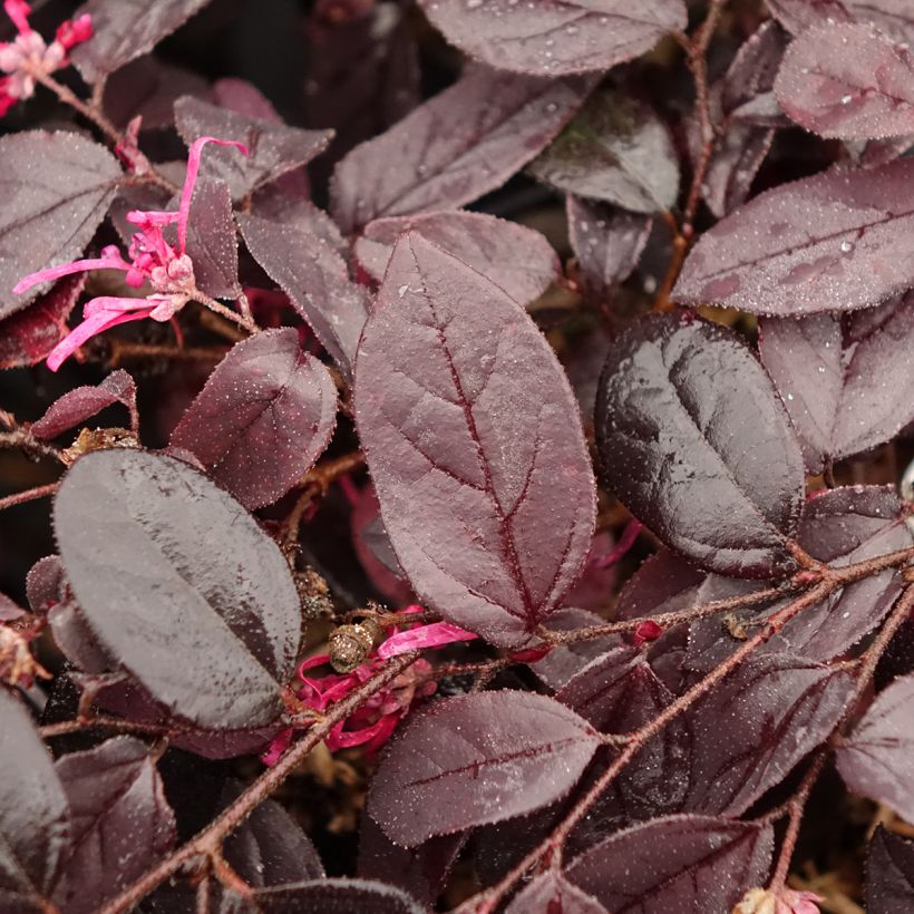 Loropetalum chinense var. rubrum Rouge de la Majorie (Folhagem)