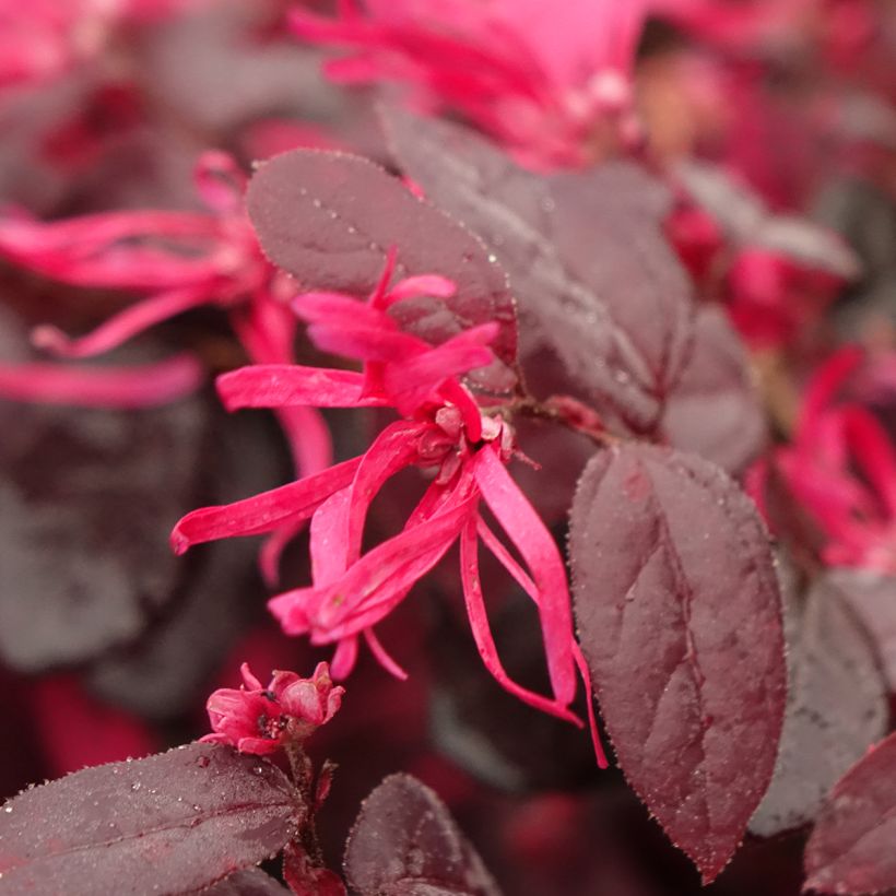 Loropetalum chinense var. rubrum Rouge de la Majorie (Floração)