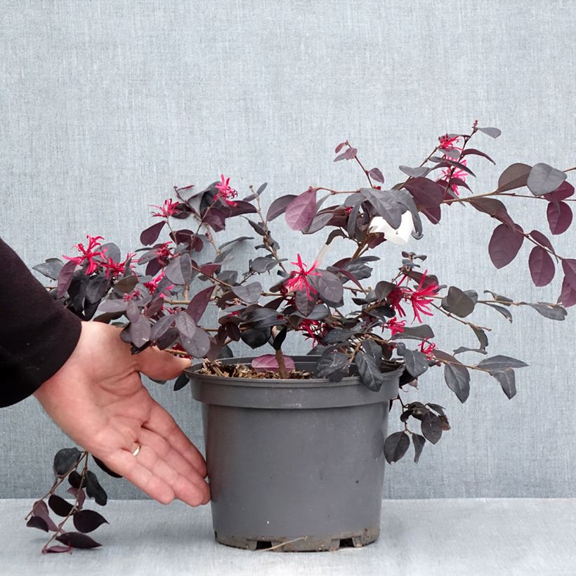 Amostra de Loropetalum chinense var. rubrum Rouge de la Majorie Vaso de 3 L/4 L tal como entregue no outono