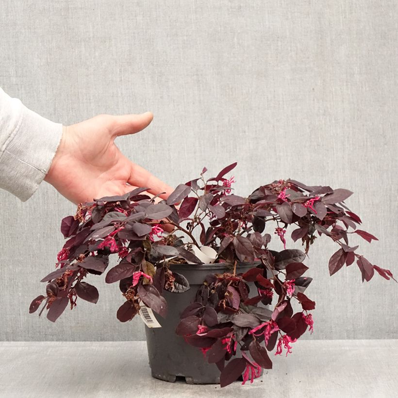 Amostra de Loropetalum chinense var. rubrum Rouge de la Majorie Vaso de 3 L/4 L tal como entregue na primavera