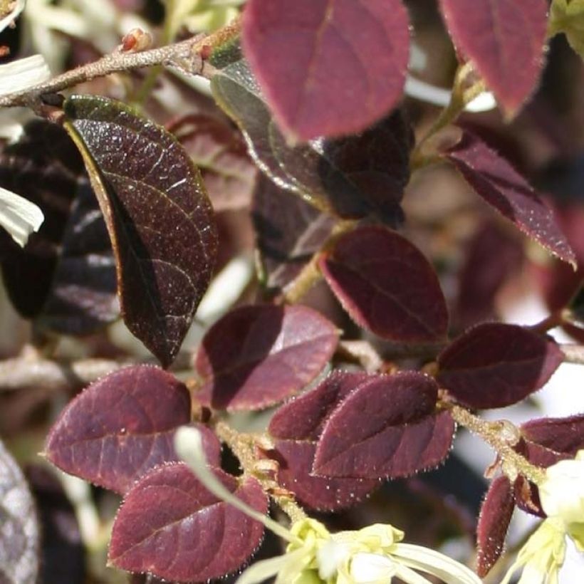 Loropetalum chinense var. rubrum Ruby Snow (Folhagem)