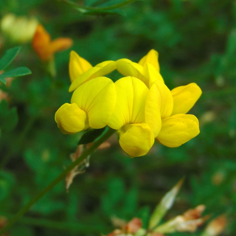 Cornichão sementes - Lotus corniculatus (Floração)