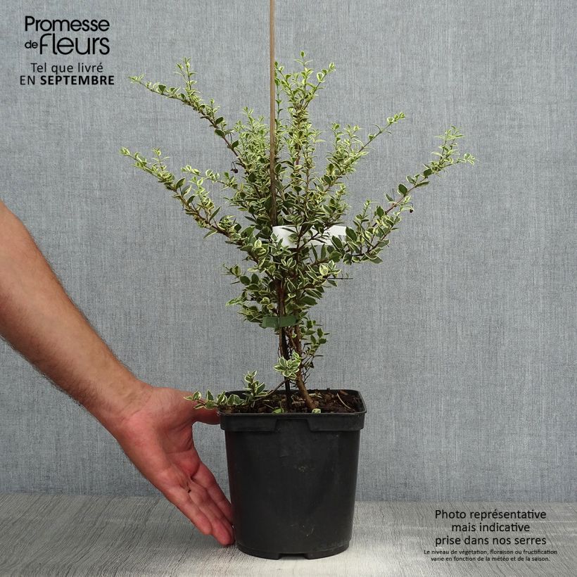 Amostra de Luma apiculata Glanleam Gold Vaso de 3 L/4 L tal como entregue no outono