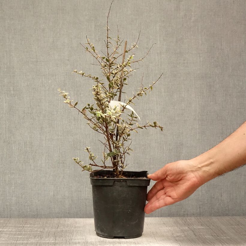 Amostra de Luma apiculata Glanleam Gold Vaso de 3 L/4 L tal como entregue no verão
