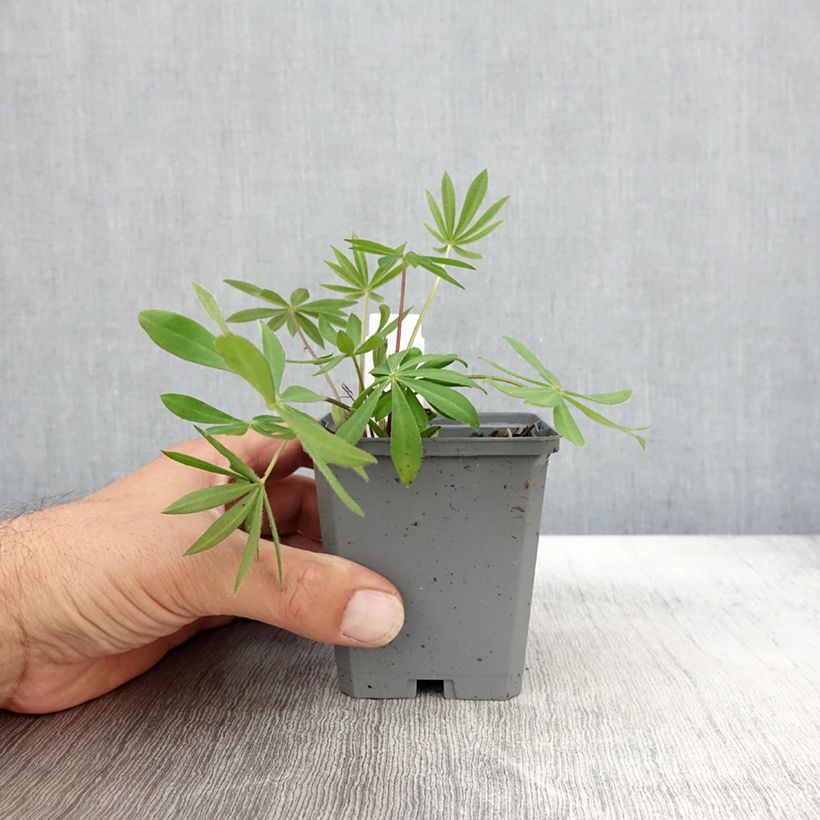 Amostra de Lupinus Gallery Pink Vaso de 8/9 cm tal como entregue no outono