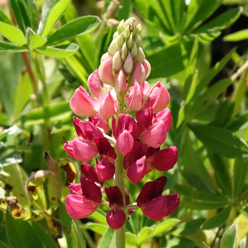 Lupinus Gallery Vermelho (Floração)