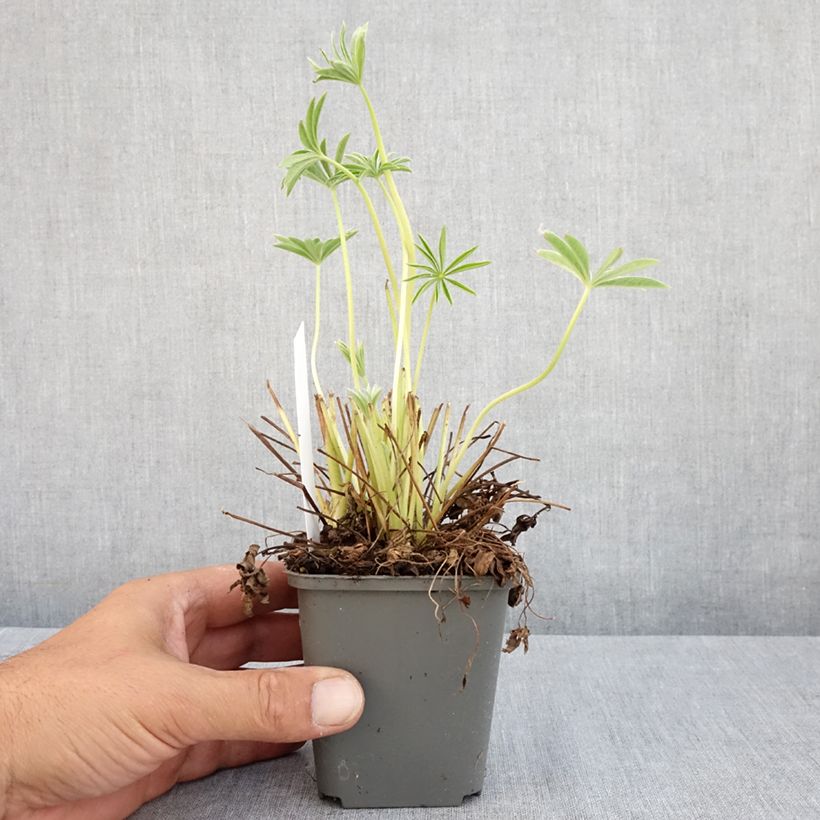 Amostra de Lupinus Gallery White Vaso de 8/9 cm tal como entregue no verão