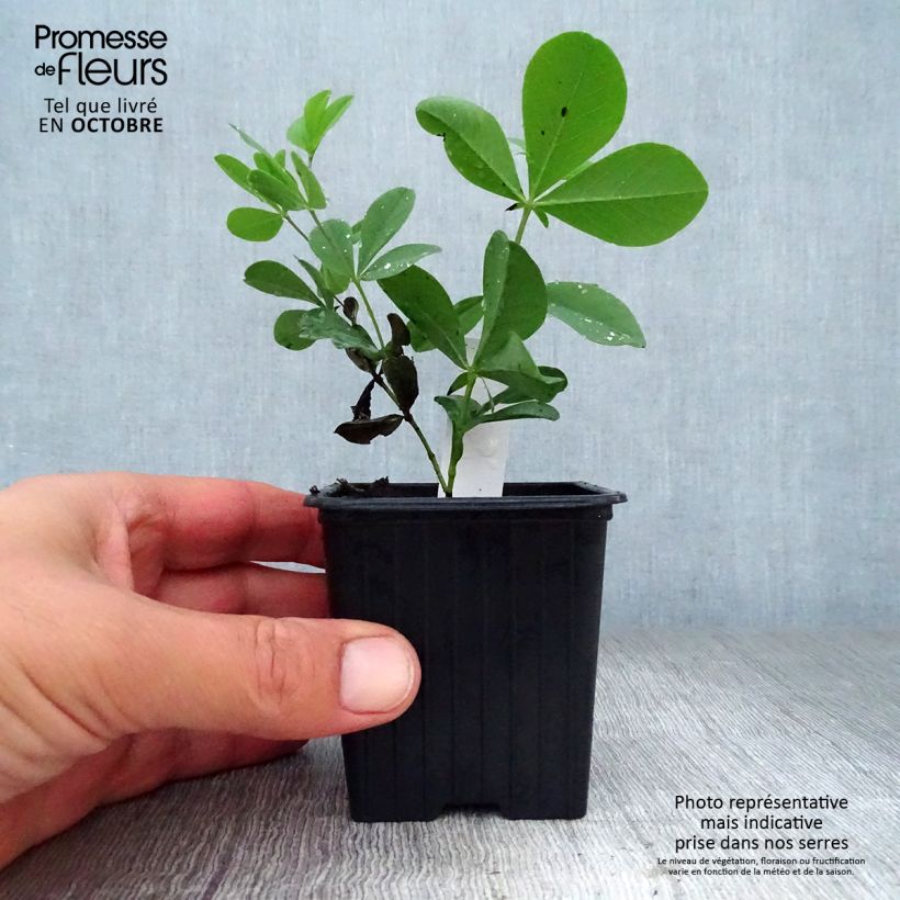 Amostra de Baptisia australis Vaso de 8/9 cm tal como entregue no outono