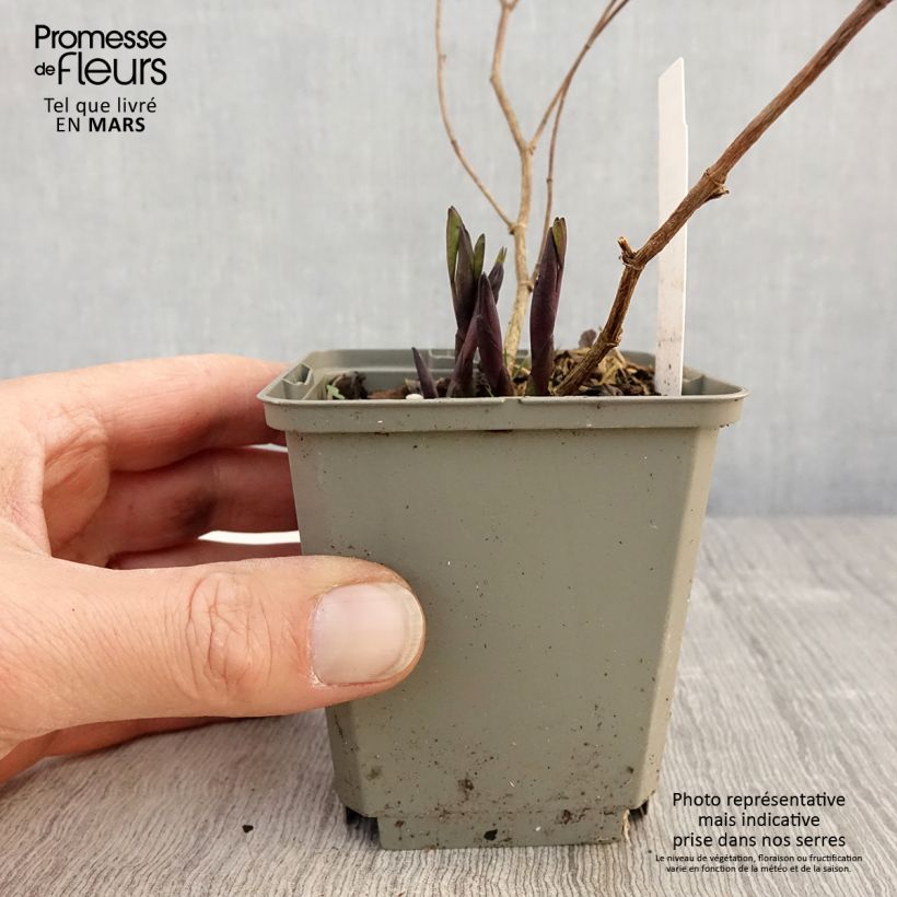 Amostra de Baptisia Purple Smoke em sementes Vaso de 8/9 cm tal como entregue na primavera