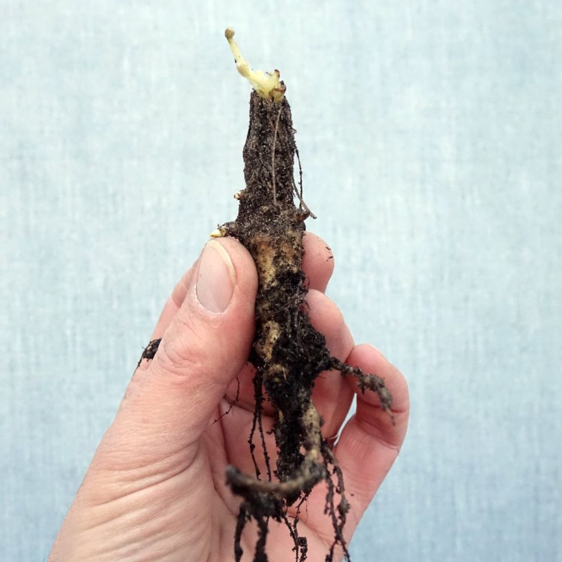 Amostra de Lupin La Chatelaine rose Raízes nuas tal como entregue no inverno