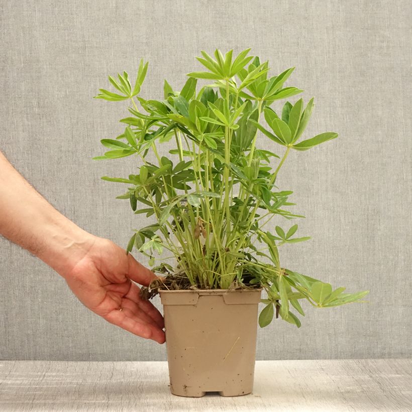 Amostra de Lupin Le Chandelier jaune Vaso de 2 L/3 L tal como entregue na primavera