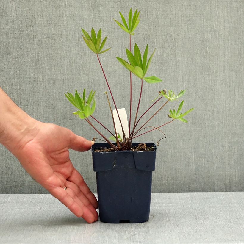 Amostra de Lupinus The Governor Vaso de 2 L/3 L tal como entregue na primavera