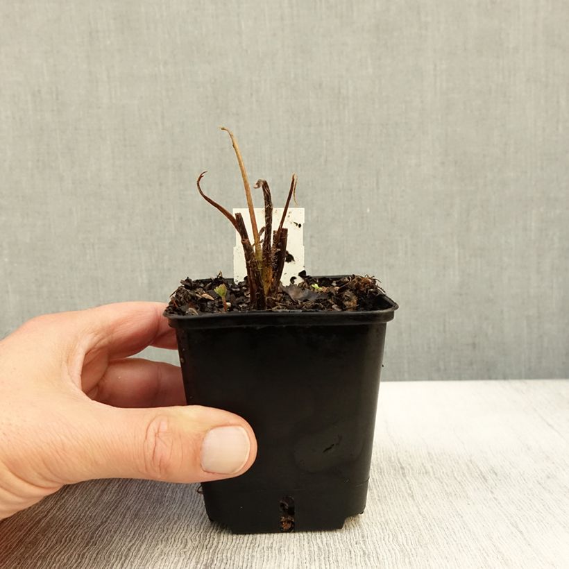 Amostra de Lupinus Les Pages Vaso de 8/9 cm tal como entregue no outono