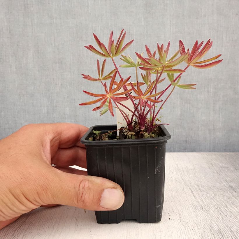 Amostra de Lupinus Les Pages Vaso de 8/9 cm tal como entregue no verão