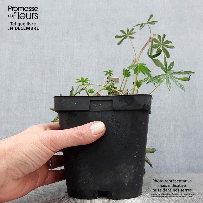 Amostra de Lupinus My Castle em sementes Vaso de 2 L/3 L tal como entregue no outono