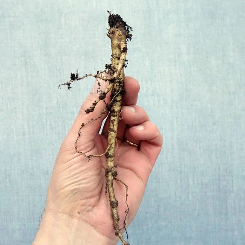 Amostra de Lupin Mon Chateau (My Castle) rouge Raízes nuas tal como entregue no inverno