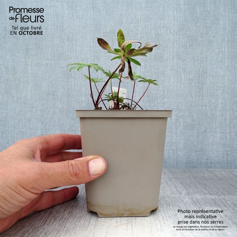 Amostra de Lupinus West Country Red Rum Vaso de 10 cm/11 cm tal como entregue no outono