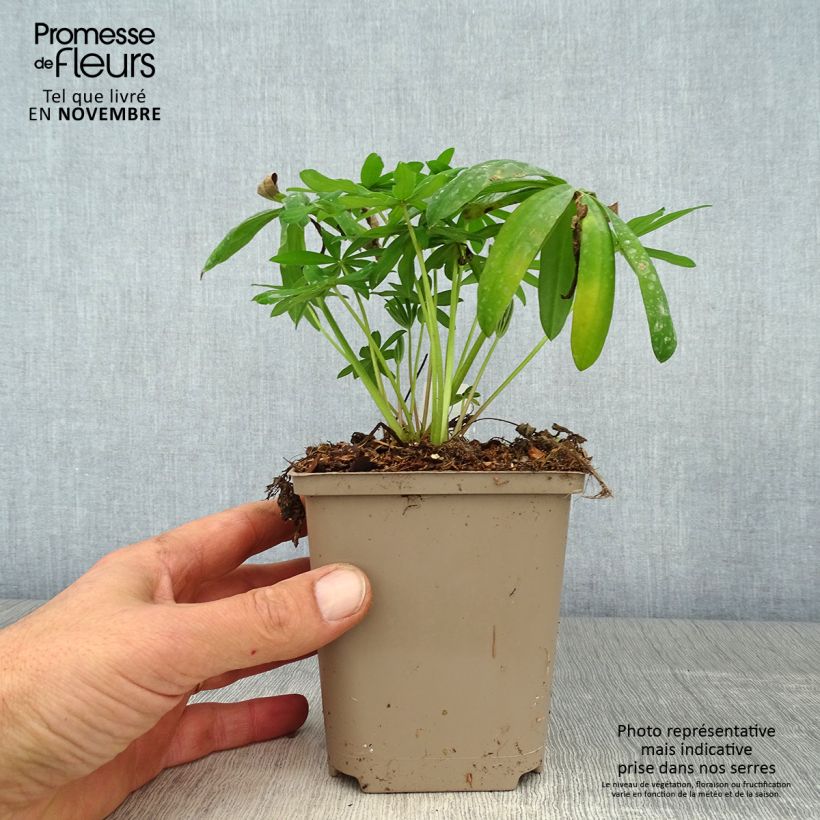Amostra de Lupin West Country Terracotta Pot de 10 cm/11cm tal como entregue no outono