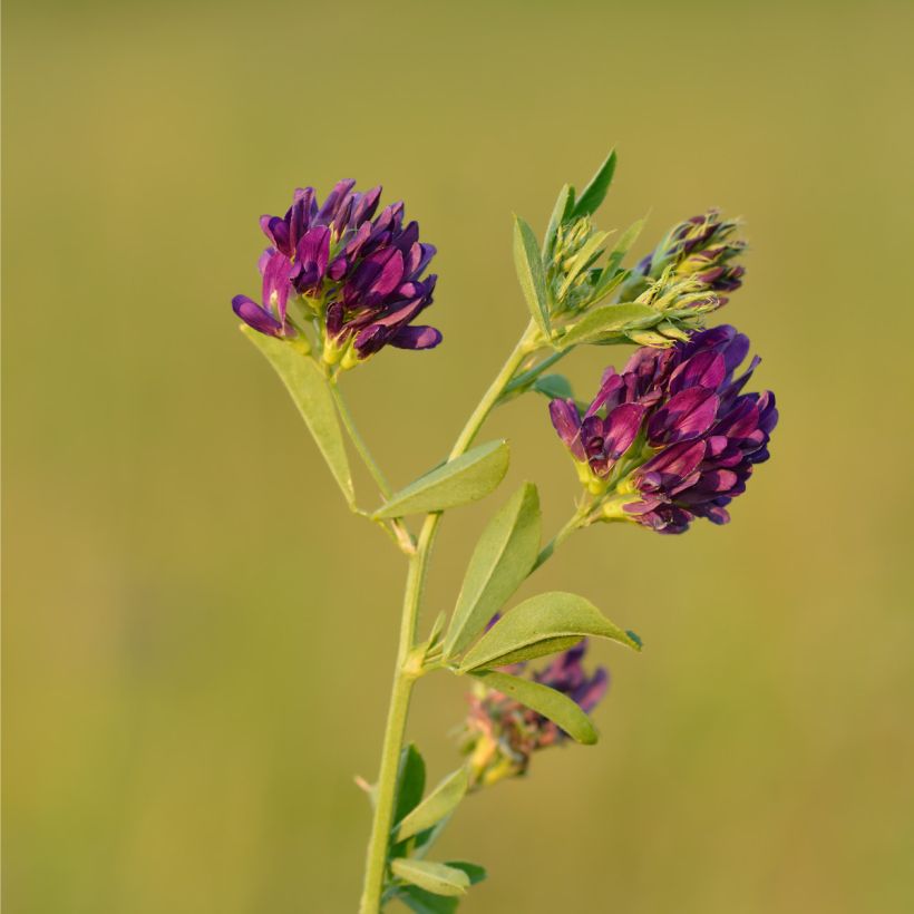 Alfafa sementes - Medicago sativa (Floração)