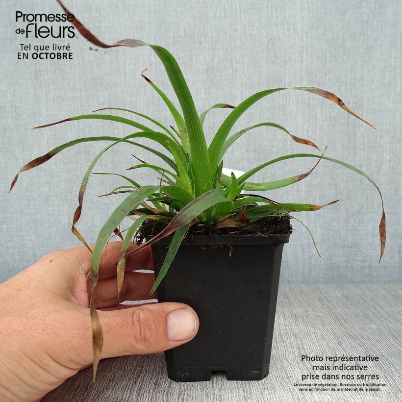 Amostra de Luzula sylvatica Vaso de 8/9 cm tal como entregue no outono