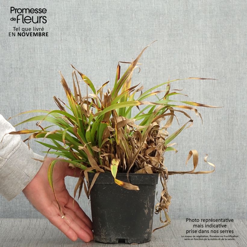 Amostra de Luzula sylvatica Vaso de 2 L/3 L tal como entregue no outono