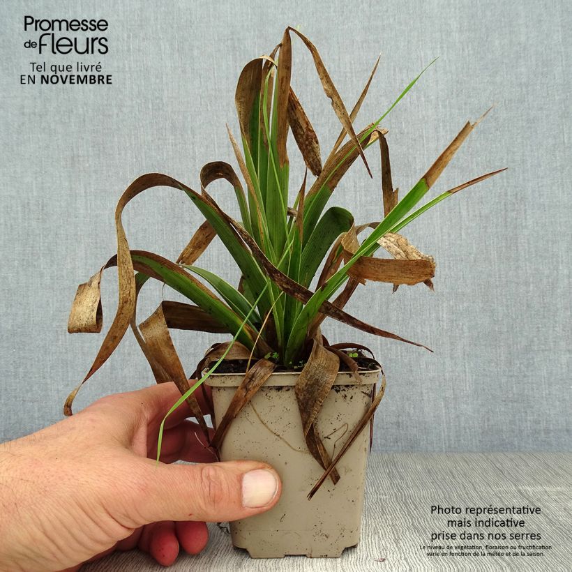 Amostra de Luzula sylvatica Marginata Vaso de 8/9 cm tal como entregue no outono