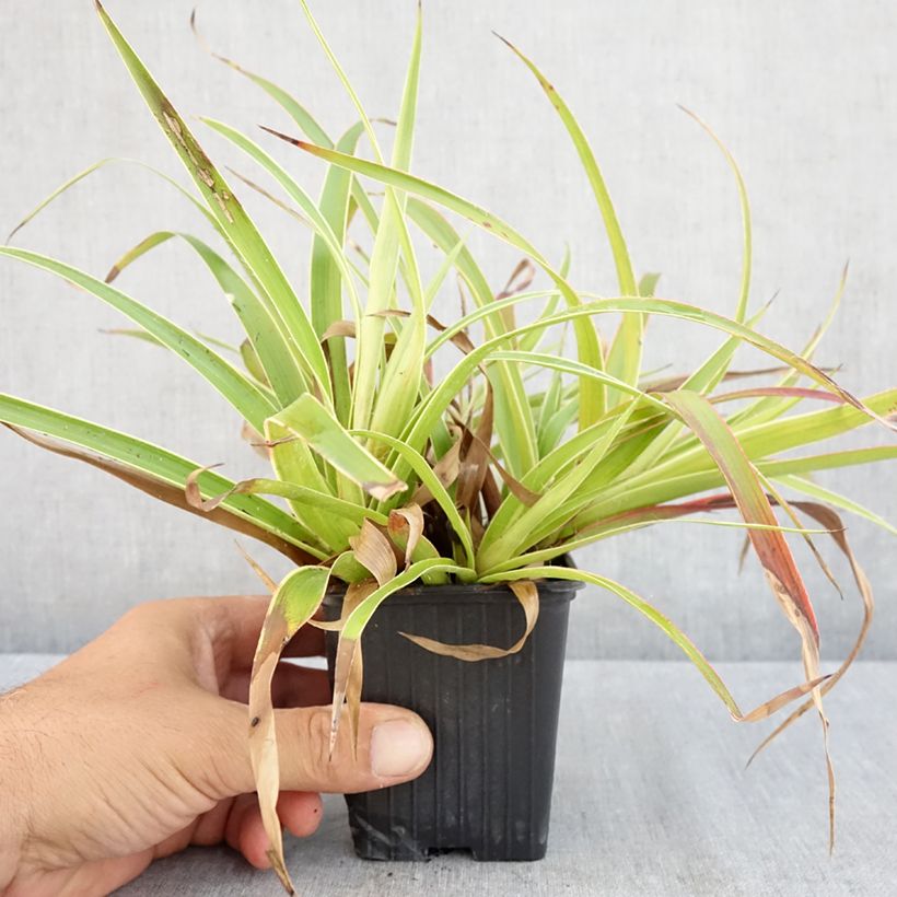 Amostra de Luzula sylvatica Marginata Vaso de 8/9 cm tal como entregue no verão