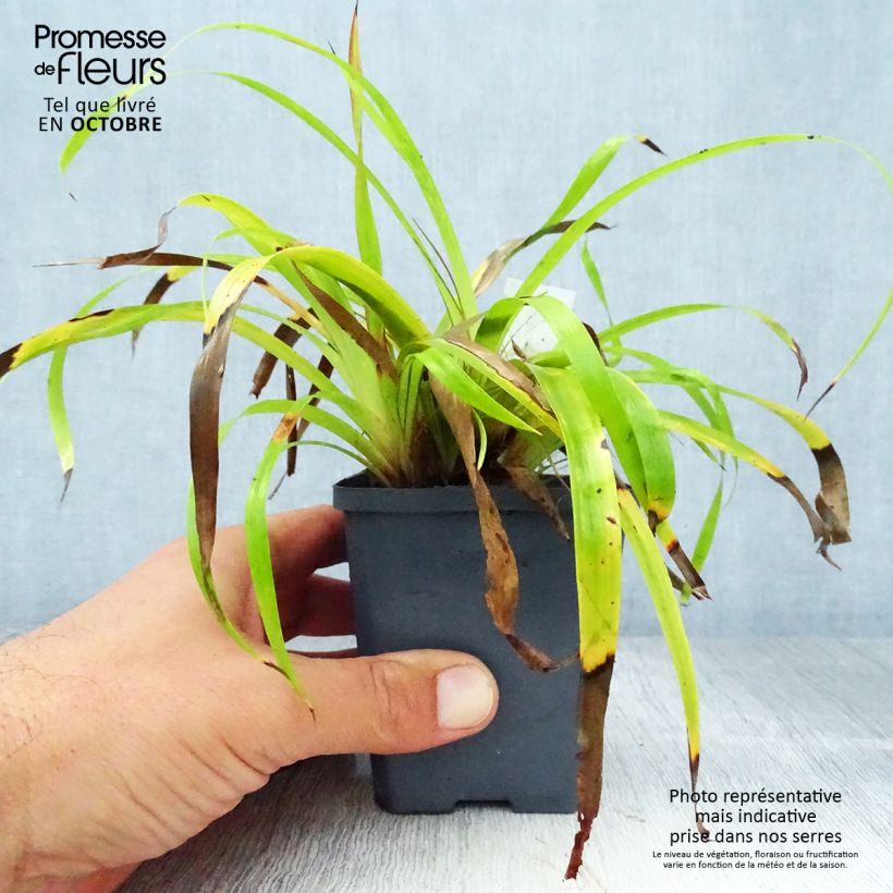 Amostra de Luzula sylvatica Solar Flare Vaso de 8/9 cm tal como entregue no outono