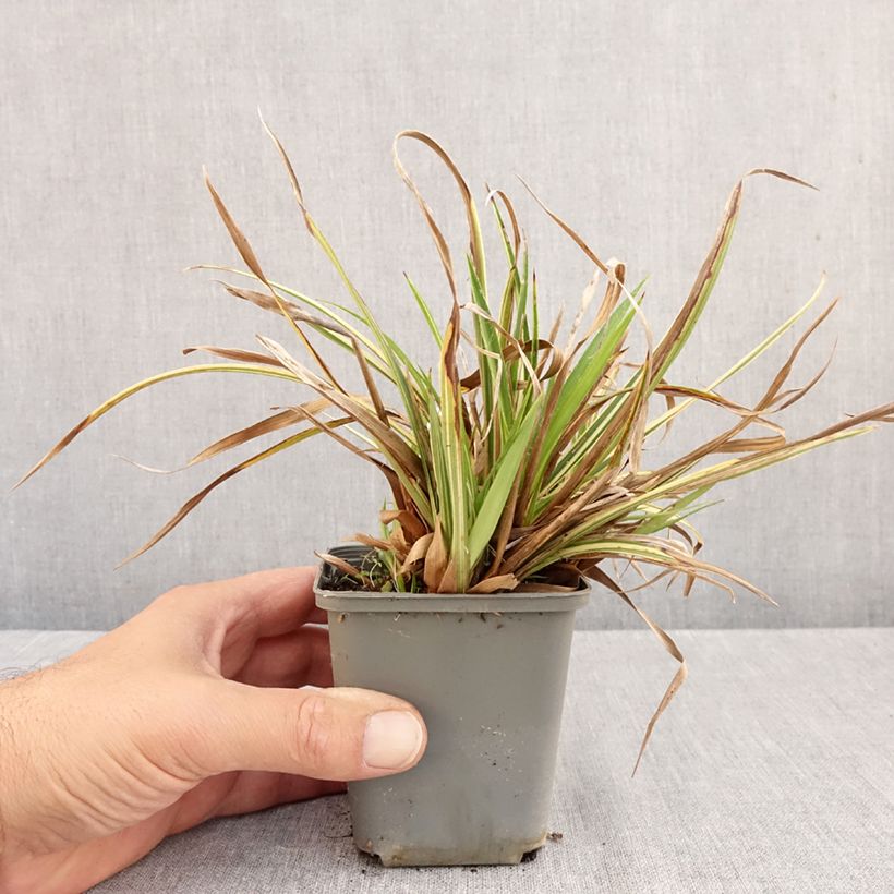 Amostra de Luzula sylvatica Surprise Vaso de 8/9 cm tal como entregue no outono