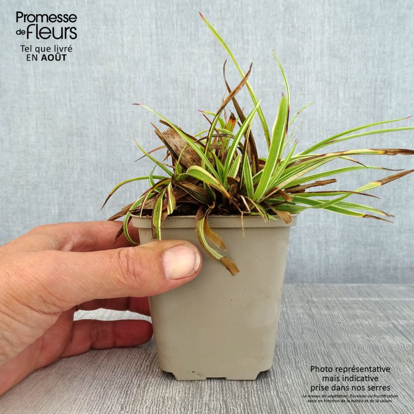Amostra de Luzula sylvatica Surprise Vaso de 8/9 cm tal como entregue no verão