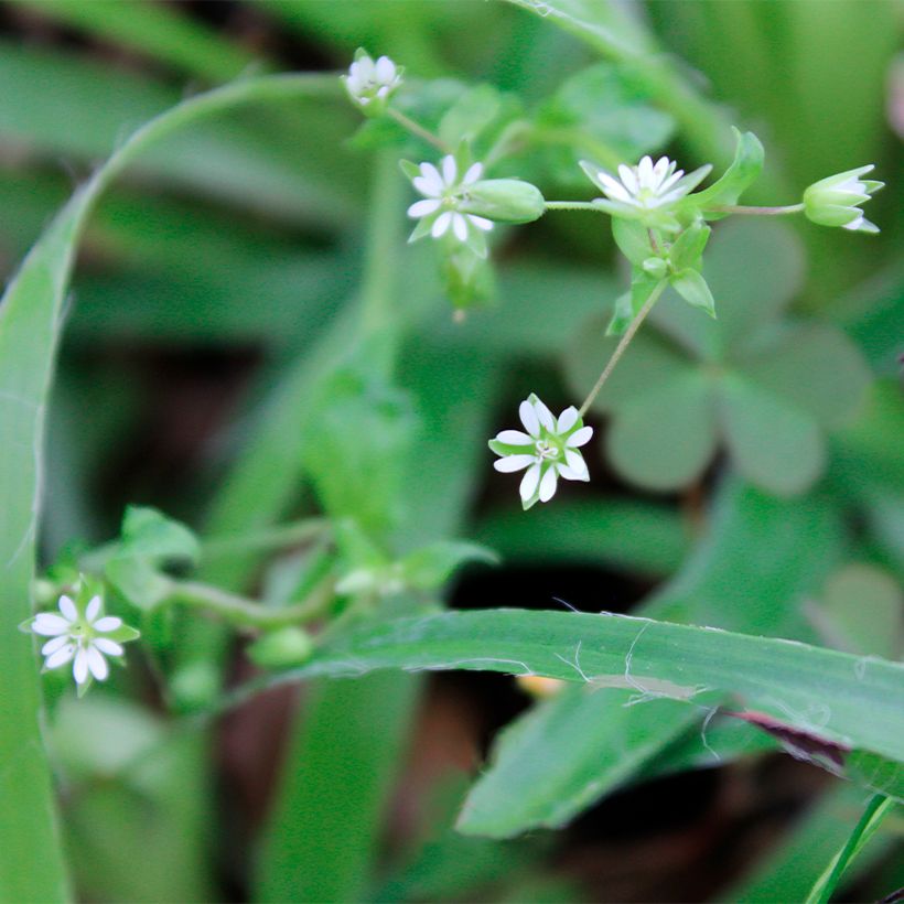 Luzula pilosa (Floração)