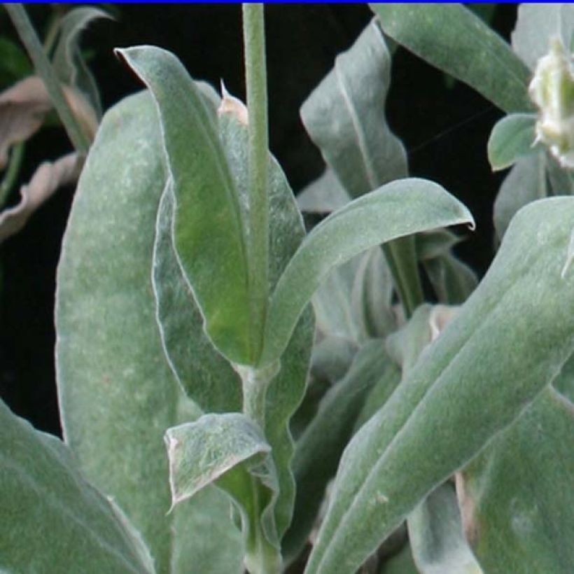 Lychnis coronaria (Folhagem)