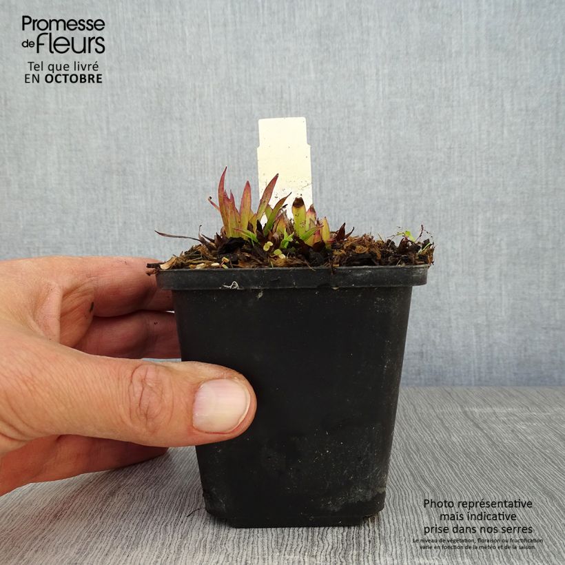 Amostra de Lychnis alpina Vaso de 8/9 cm tal como entregue no outono