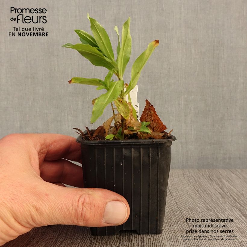Amostra de Lychnis chalcedonica Flore Pleno Vaso de 8/9 cm tal como entregue no outono