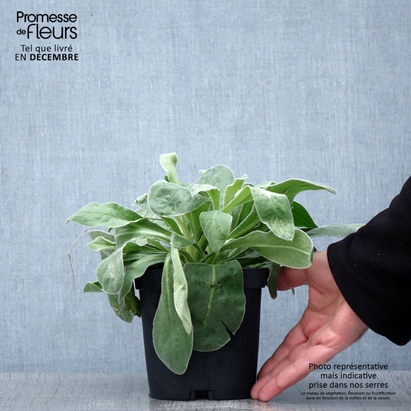 Amostra de Lychnis coronaria Alba Vaso de 2 L/3 L tal como entregue no outono