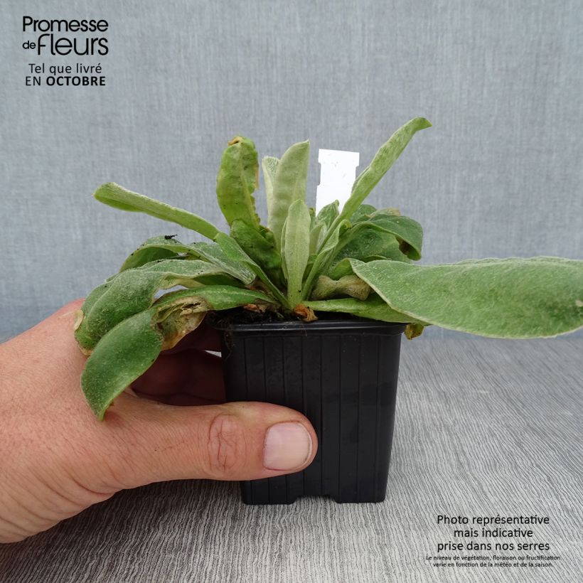 Amostra de Lychnis coronaria Vaso de 8/9 cm tal como entregue no outono