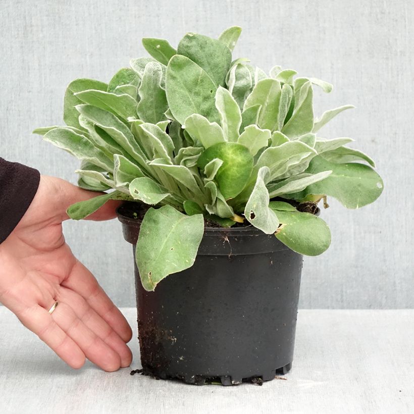 Amostra de Lychnis coronaria Vaso de 2 L/3 L tal como entregue no outono