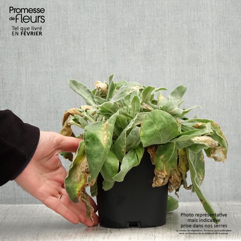 Amostra de Lychnis coronaria Vaso de 2 L/3 L tal como entregue no inverno