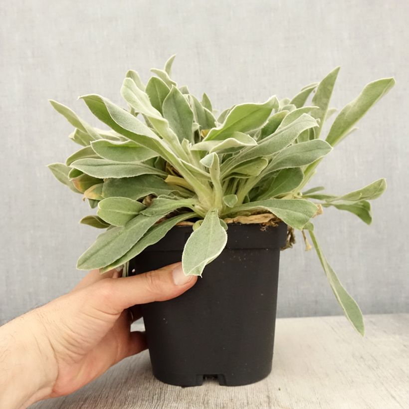 Amostra de Lychnis coronaria Vaso de 2 L/3 L tal como entregue na primavera