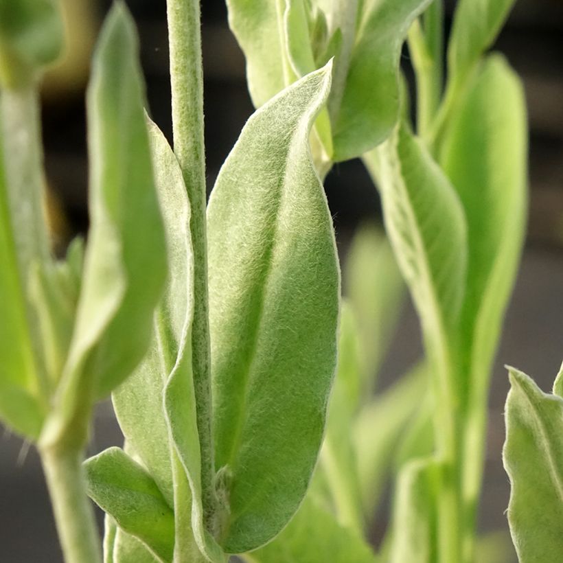 Lychnis coronaria Gardener's World (Folhagem)