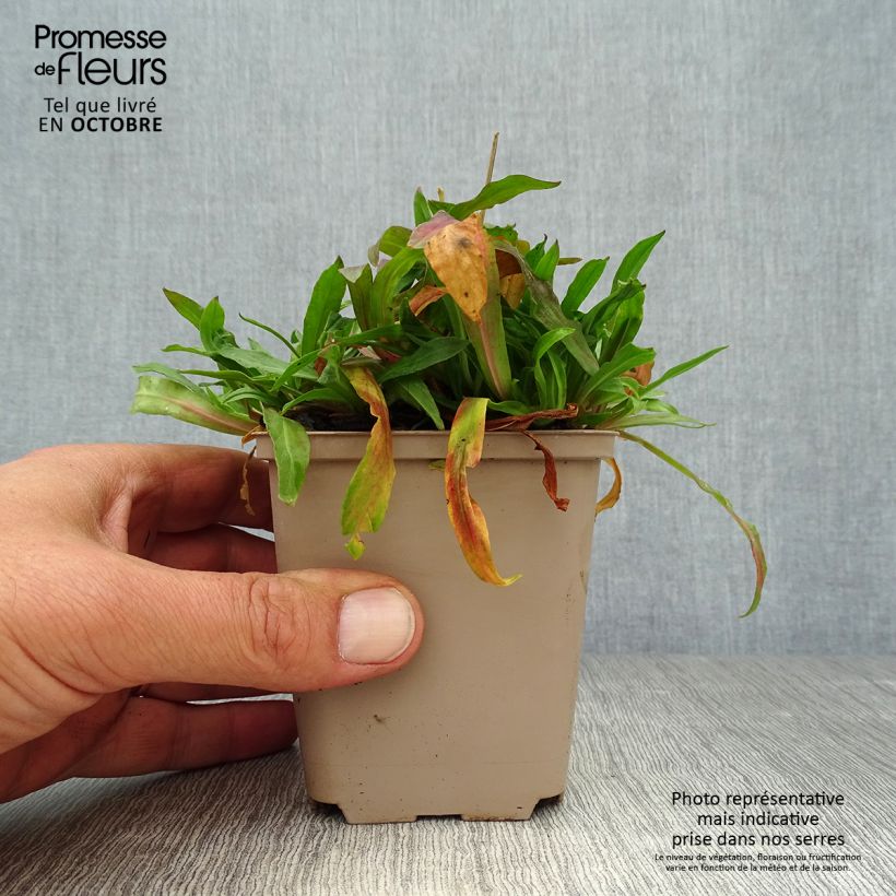 Amostra de Lychnis flos-cuculi Jenny Vaso de 7/8 cm tal como entregue no outono