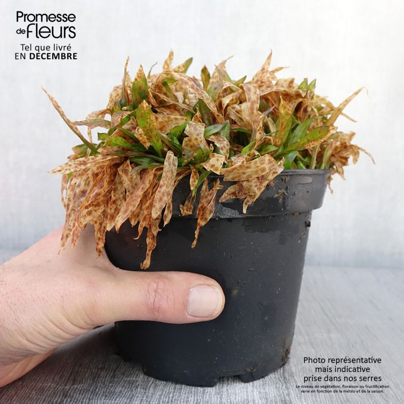 Amostra de Lychnis flos-cuculi Jenny Vaso de 2 L/3 L tal como entregue no outono