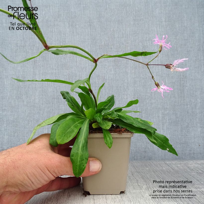Amostra de Lychnis flos-cuculi Vaso de 8/9 cm tal como entregue no outono