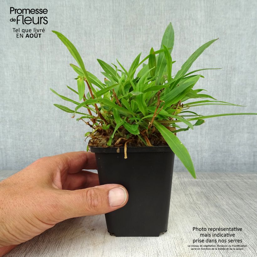 Amostra de Lychnis flos-cuculi Petit Henri Vaso de 8/9 cm tal como entregue no verão