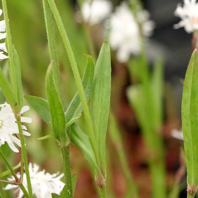 Lychnis flos-cuculi Petit Henri (Folhagem)